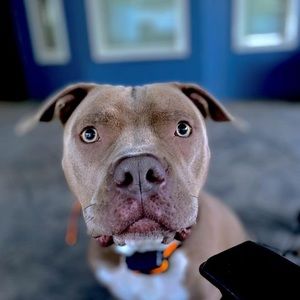 Meet your Posher, Braxton